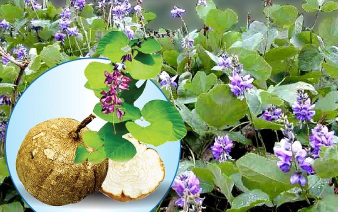 Sâm tố nữ (300mg)
